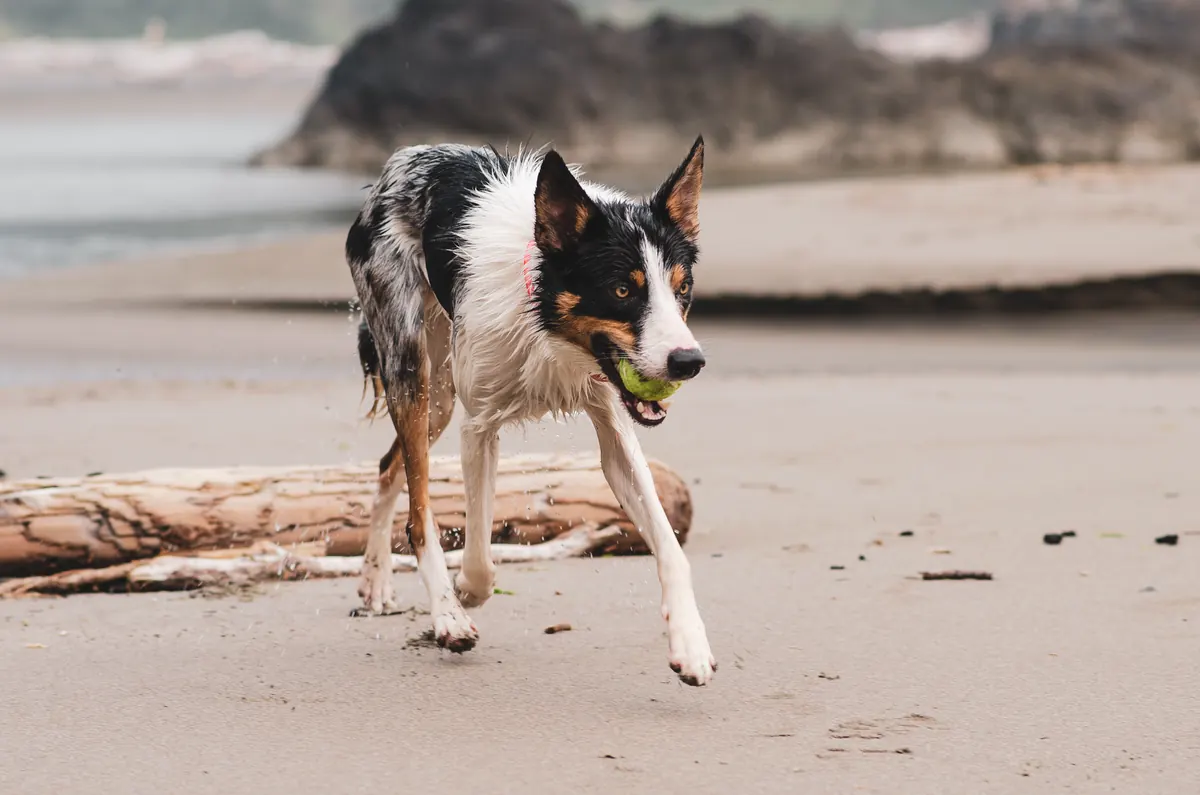 Dog-Friendly UK Beaches: A Seasonal Checklist for Summer Visits